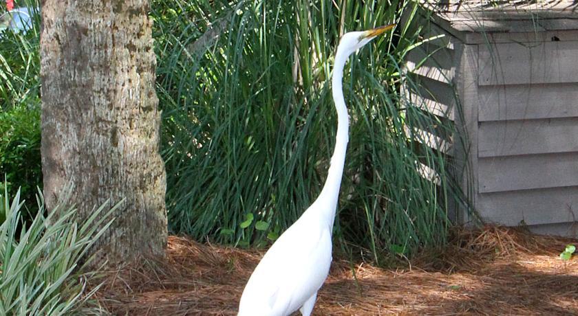 The Village At Palmetto Dunes Condominiums Hilton Head Island Εξωτερικό φωτογραφία